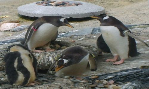 Zdjęcie NORWEGIA / Bergen / Oceanarium w Bergen / Pingwiny 1