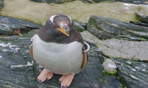 Zdjęcie NORWEGIA / Bergen / Oceanarium w Bergen / Pingwiny 2