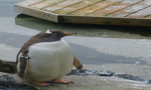 Zdjecie NORWEGIA / Bergen / Oceanarium w Bergen / Pingwiny 3