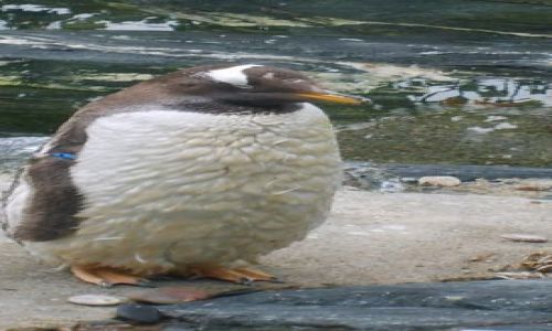 Zdjęcie NORWEGIA / Bergen / Oceanarium w Bergen / Pingwiny