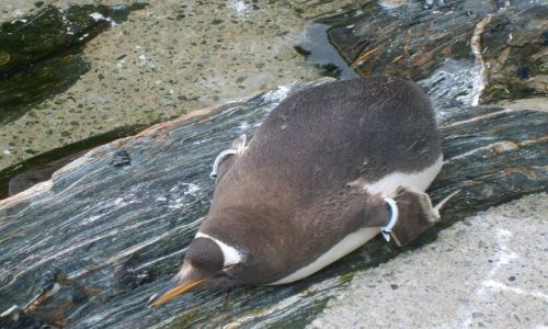 Zdjęcie NORWEGIA / Bergen / Oceanarium w Bergen / Pingwiny
