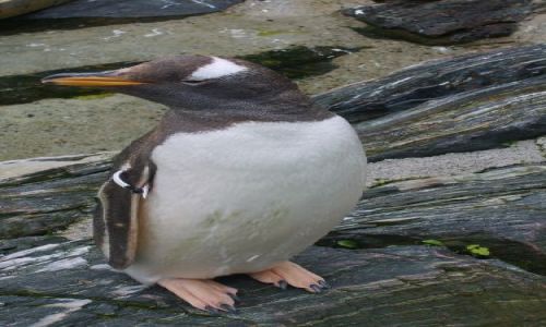 Zdjęcie NORWEGIA / Bergen / Oceanarium w Bergen / Pingwiny