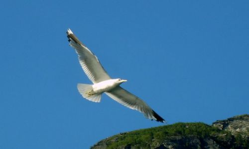 Zdjęcie NORWEGIA / Geirangerfjord / brak / Mewy1