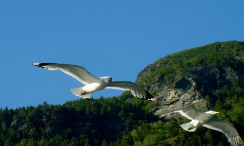 Zdjęcie NORWEGIA / Geirangerfjord / brak / Mewy2