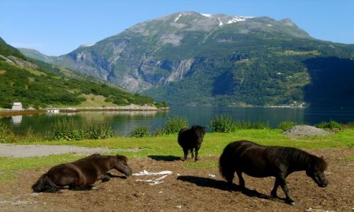 Zdjecie NORWEGIA / nad Geirangerfjord / Geirenger / Koniki