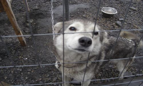 Zdjecie NORWEGIA / Svalbard / Longyearbyen / HUSKY
