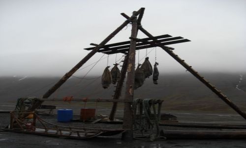 Zdjecie NORWEGIA / Svalbard / Longyearbyen / Puapka na niedzwiedzie
