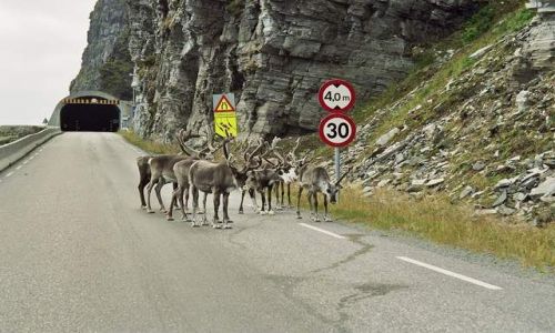 Zdjecie NORWEGIA / Mageroy'a / okolice Honningsvag / włochaci przyjaciele