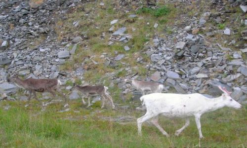 Zdjecie NORWEGIA / Finmark / droga na Nordkap / bliskie spotkanie..