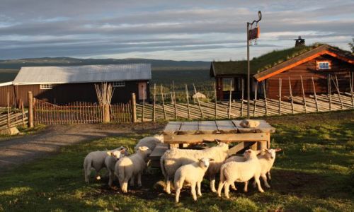 Zdjęcie NORWEGIA / Nord Aurdal / - / Przed zachodem słońca