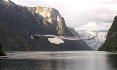 Zdjecie NORWEGIA / - / Geirangerfjord / Rejs statkiem wzd fiordu.