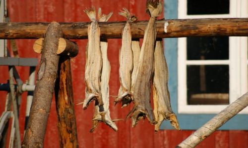 Zdjecie NORWEGIA / Nordland / Lofoty,A / Stockfish