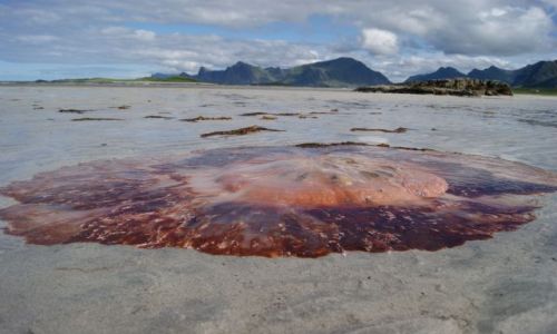 Zdjecie NORWEGIA / Nordland / Lofoty / Meduzowo...