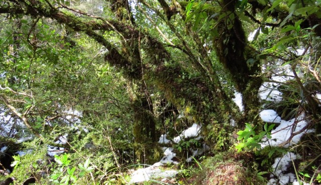 Zdj cia: Park Narodowy Tongariro, Wyspa Pnocna, Las , NOWA ZELANDIA