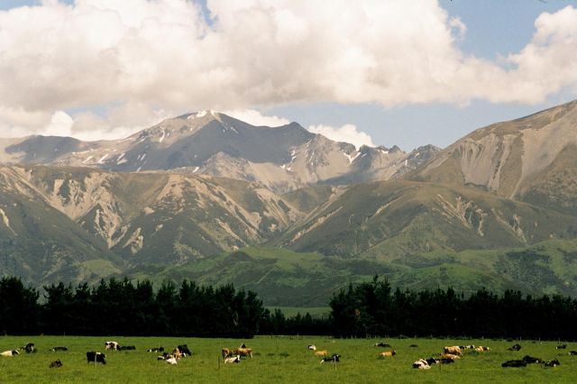 Zdjęcia: Kaikoura, Wyspa południowa, widoczek, NOWA ZELANDIA Zdjęcia: Kaikoura, Wyspa południowa, widoczek, NOWA ZELANDIA