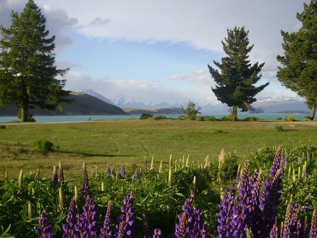 Zdjęcia: Lake Tekapo, Wyspa Południowa, łąka,łubiny i jezioro, NOWA ZELANDIA Zdjęcia: Lake Tekapo, Wyspa Południowa, łąka,łubiny i jezioro, NOWA ZELANDIA