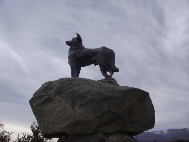 Zdjęcia: nad Jez.Tekapo, Wyspa Południowa, pomnik psa rasy Collie, NOWA ZELANDIA Zdjęcia: nad Jez.Tekapo, Wyspa Południowa, pomnik psa rasy Collie, NOWA ZELANDIA