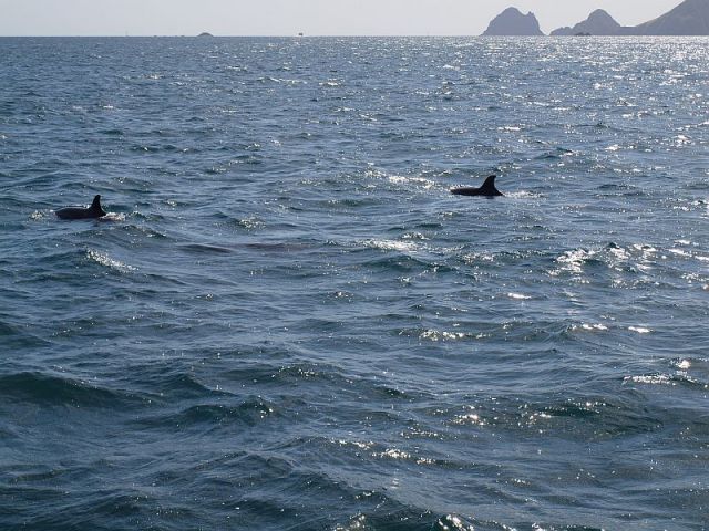 Zdjęcia: Bay of Islands, Bay of Islands, bottlenose dophins, NOWA ZELANDIA Zdjęcia: Bay of Islands, Bay of Islands, bottlenose dophins, NOWA ZELANDIA