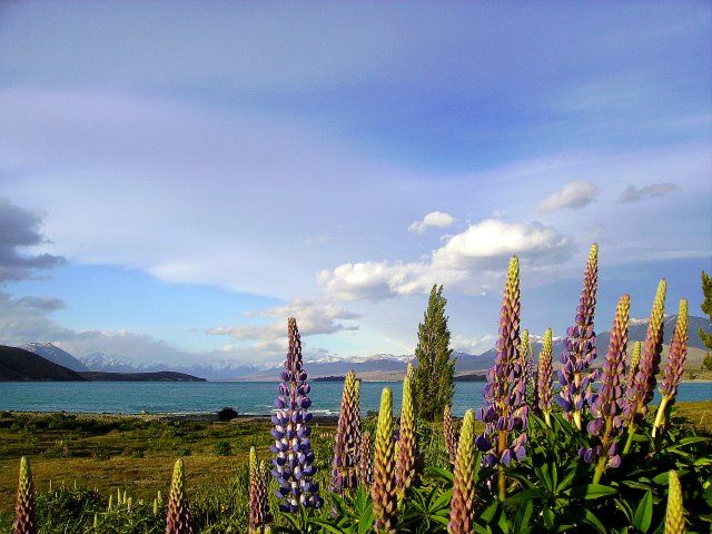 Zdjęcia: Lake Tekapo, Wyspa Południowa, łubiny i jezioro, NOWA ZELANDIA Zdjęcia: Lake Tekapo, Wyspa Południowa, łubiny i jezioro, NOWA ZELANDIA