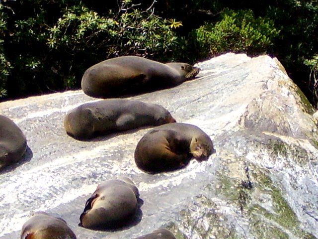 Zdjęcia: Milford Sound, Wyspa Południowa, wygrzewające się foczki, NOWA ZELANDIA Zdjęcia: Milford Sound, Wyspa Południowa, wygrzewające się foczki, NOWA ZELANDIA
