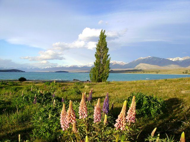 Zdjęcia: Lake Tekapo, Wyspa Południowa, wiosna nad Lake Tekapo, NOWA ZELANDIA Zdjęcia: Lake Tekapo, Wyspa Południowa, wiosna nad Lake Tekapo, NOWA ZELANDIA