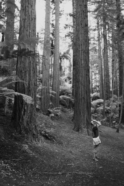 Zdjęcia: Rotorua, las, NOWA ZELANDIA Zdjęcia: Rotorua, las, NOWA ZELANDIA