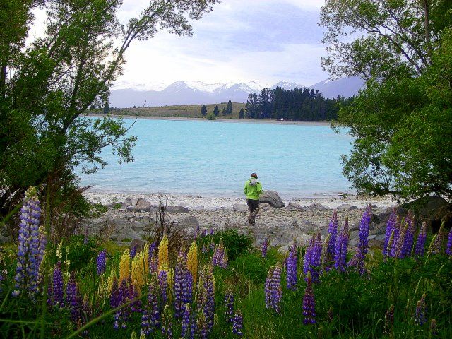 Zdjęcia: Lake Tekapo, Poludniowa Wyspa, nad jeziorem Tekapo, NOWA ZELANDIA Zdjęcia: Lake Tekapo, Poludniowa Wyspa, nad jeziorem Tekapo, NOWA ZELANDIA