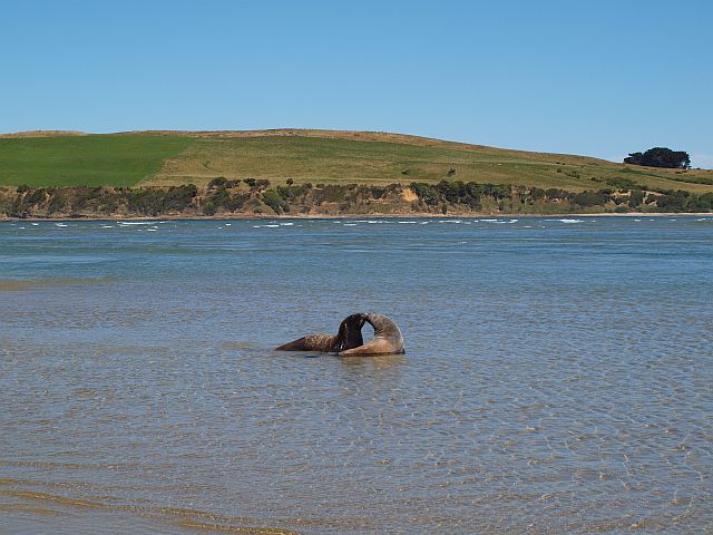 Zdjęcia: The Catlins, Surat Bay, South Island, sea lions, NOWA ZELANDIA Zdjęcia: The Catlins, Surat Bay, South Island, sea lions, NOWA ZELANDIA