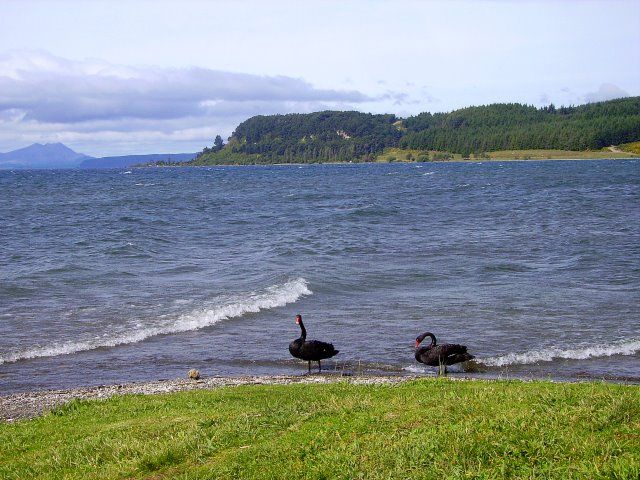 Zdjęcia: Lake Taupo, Wyspa Północna, wiosna na Jeziorem Taupo, NOWA ZELANDIA Zdjęcia: Lake Taupo, Wyspa Północna, wiosna na Jeziorem Taupo, NOWA ZELANDIA