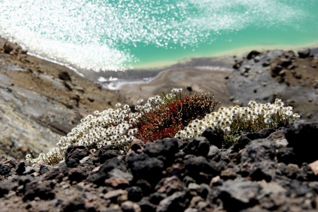 Zdjęcia: Park Narodowy Tongariro, Wyspa północna, ... a jednak cos rośnie.., NOWA ZELANDIA Zdjęcia: Park Narodowy Tongariro, Wyspa północna, ... a jednak cos rośnie.., NOWA ZELANDIA