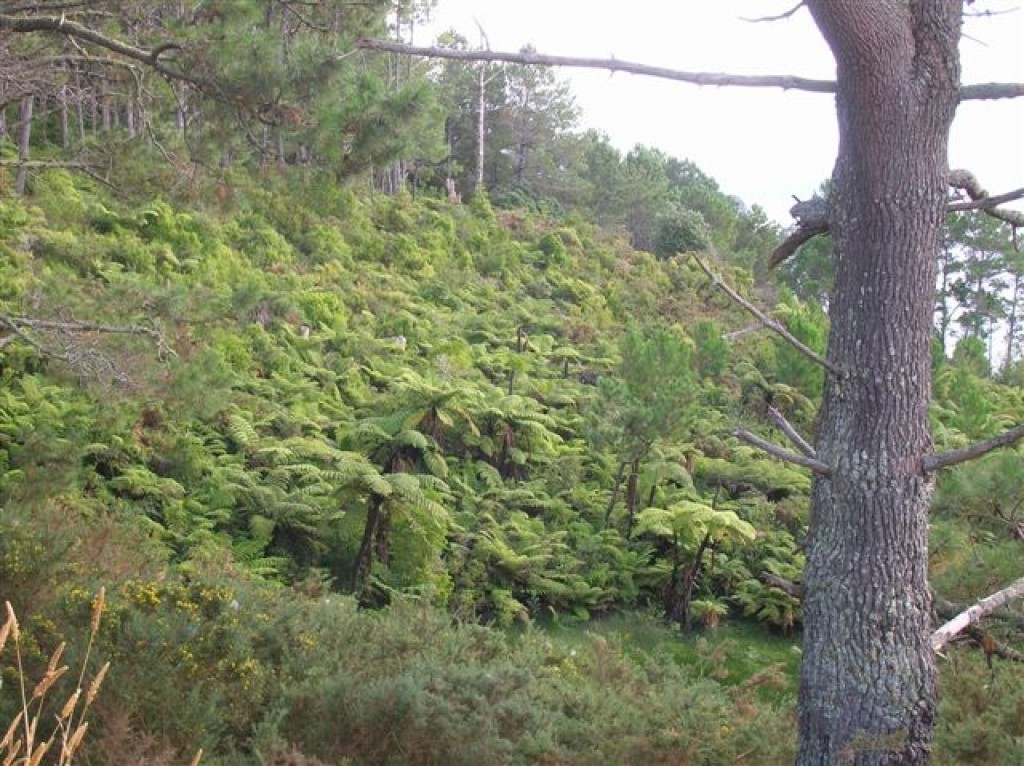 Zdjęcia: Coromandel peninsula, Pn. wyspa, Lasy paprociowe.., NOWA ZELANDIA Zdjęcia: Coromandel peninsula, Pn. wyspa, Lasy paprociowe.., NOWA ZELANDIA