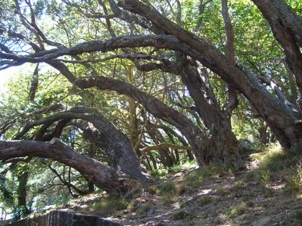 Zdjęcia: Auckland, Pn. wyspa, Park Alberta-wspaniale drzew., NOWA ZELANDIA Zdjęcia: Auckland, Pn. wyspa, Park Alberta-wspaniale drzew., NOWA ZELANDIA