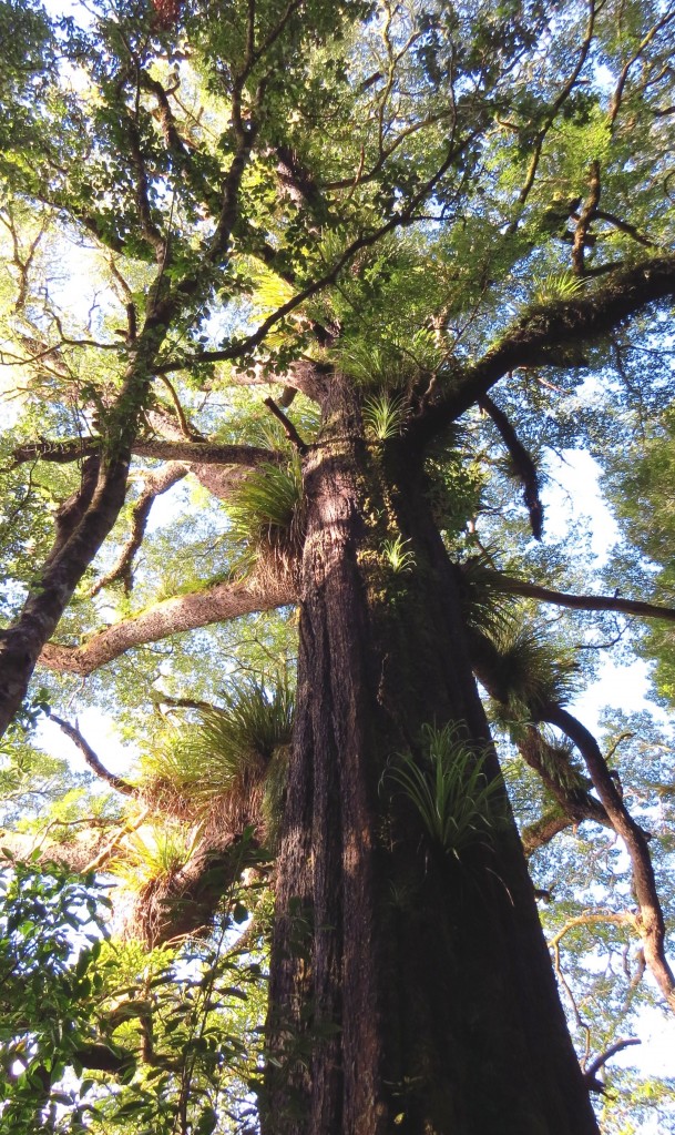 Zdjęcia: Park Narodowy Tongariro, Wyspa Północna, Las z paprociami drzewiastymi, NOWA ZELANDIA Zdjęcia: Park Narodowy Tongariro, Wyspa Północna, Las z paprociami drzewiastymi, NOWA ZELANDIA