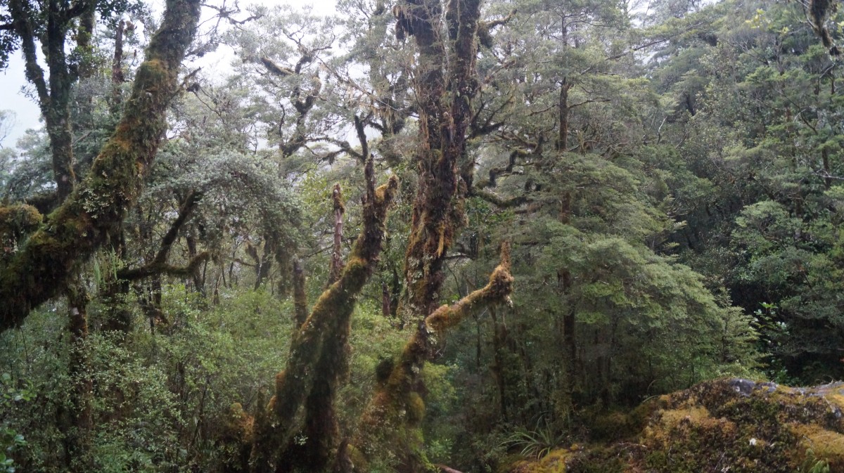 Zdjęcia: Fiordlandia, Wyspa Południowa, Buczyna Nowozelandzka, NOWA ZELANDIA Zdjęcia: Fiordlandia, Wyspa Południowa, Buczyna Nowozelandzka, NOWA ZELANDIA