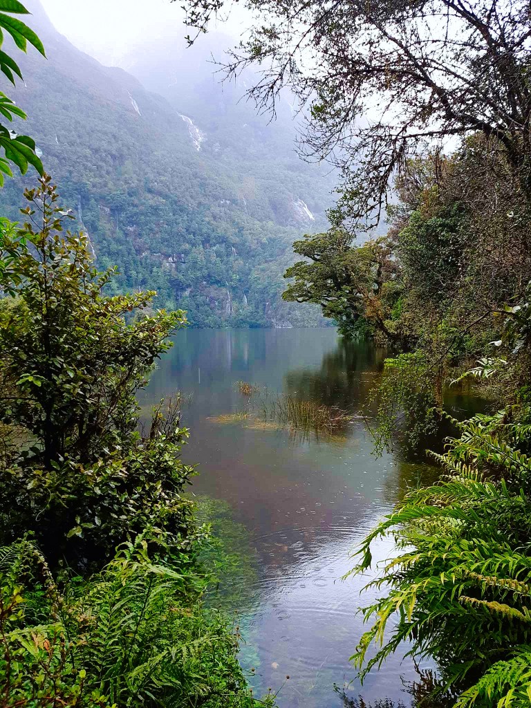 Zdjęcia: ., Milford Sound (Zatoka Milforda), Widok ze szlaku, NOWA ZELANDIA Zdjęcia: ., Milford Sound (Zatoka Milforda), Widok ze szlaku, NOWA ZELANDIA