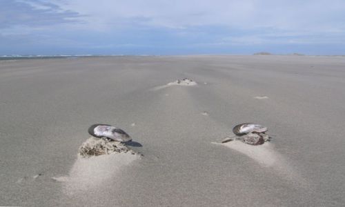 Zdjęcie NOWA ZELANDIA / Wyspa Południowa / Farewell Spit / Para I