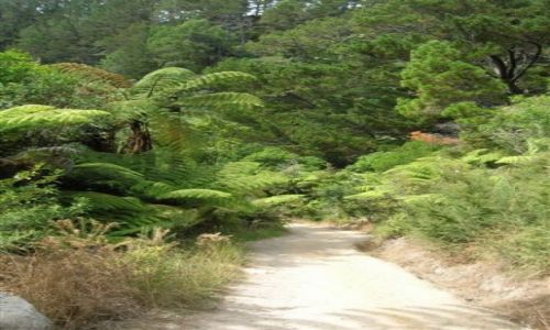 Zdjecie NOWA ZELANDIA / Pn. wyspa / Coromandel peninsula.. / Droga do skalnej katedry..