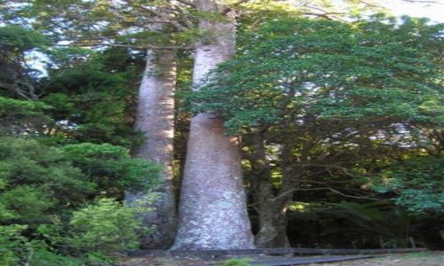 Zdjęcie NOWA ZELANDIA / Pn. wyspa / Coromandel peninsula.. / Twin Kauri Tree