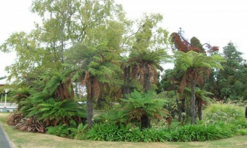 Zdjecie NOWA ZELANDIA / PN. wyspa / Rotorua / Wszedzie palmy..