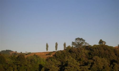 Zdjecie NOWA ZELANDIA / Pn. wyspa / Waitomo Caves / Trzy topole