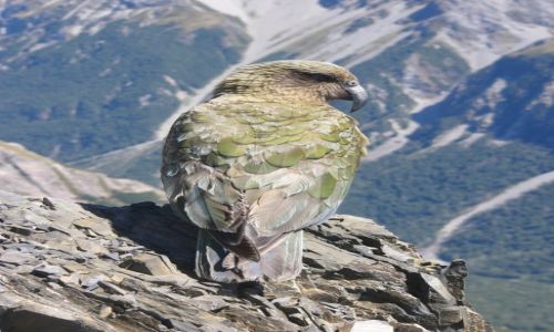 Zdjecie NOWA ZELANDIA / Wyspa Poudniowa / PN Arthur's Pass / Orze?