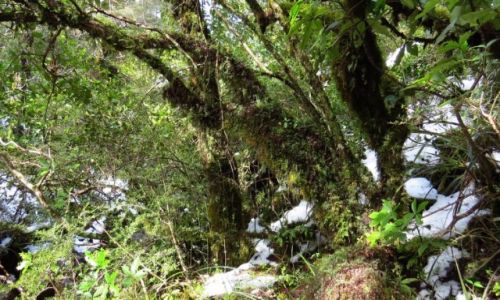 NOWA ZELANDIA / Wyspa Pnocna / Park Narodowy Tongariro / Las 