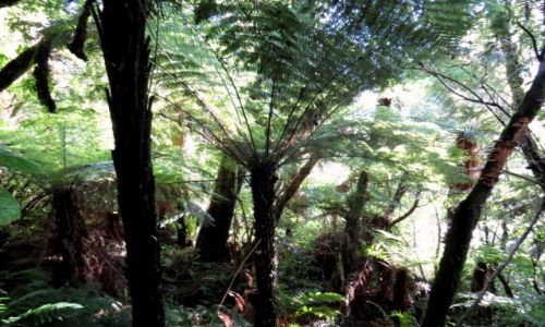 NOWA ZELANDIA / Wyspa Pnocna / Park Narodowy Tongariro / Las z paprociami drzewiastymi