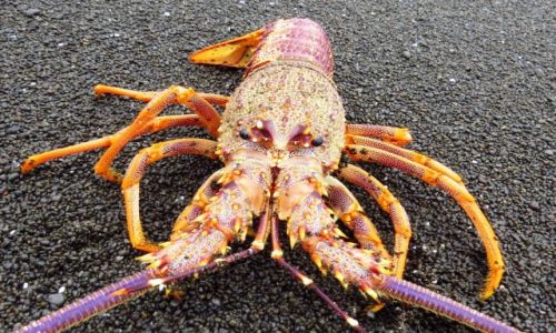 NOWA ZELANDIA / Wyspa Pnocna / Wybrzee Oceanu Spokojnego / langusta