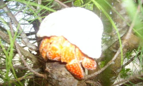 Zdjecie NOWA ZELANDIA / Wyspy Cooka / Atol Aitutaki / kraby na drzewie