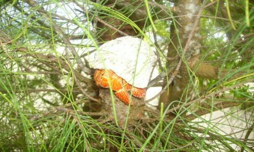 Zdjecie NOWA ZELANDIA / Wyspy Cooka / Aitutaki / krab na drzewie