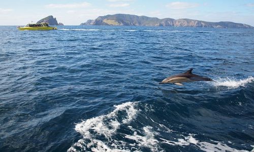Zdjecie NOWA ZELANDIA / Northland / Bay of Islands / delfin