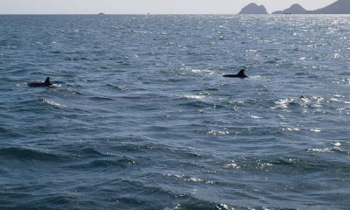 Zdjęcie NOWA ZELANDIA / Bay of Islands / Bay of Islands / bottlenose dophins