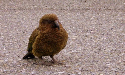 Zdjecie NOWA ZELANDIA / -Poudniowa Wyspa / w okolicy Milford Sound / Kea - pikne, ale zoliwe ptaszysko - pod ochron