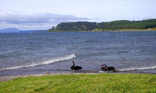 Zdjecie NOWA ZELANDIA / Wyspa Północna / Lake Taupo / wiosna na Jeziorem Taupo